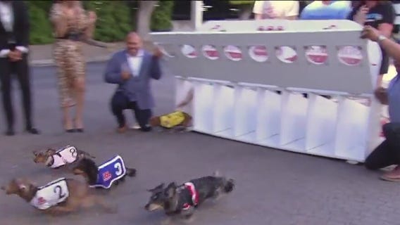 "And the wiener is..."