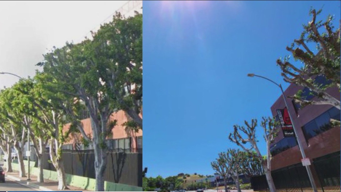 City investigating Universal for trimming trees near SAG-AFTRA/WGA picket lines