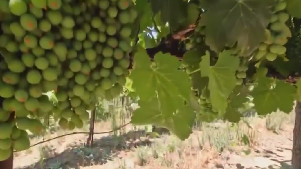 California wine grapes thrive after record rainfall