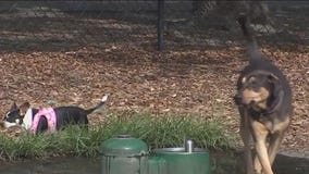 Social networking key to dogs' wellbeing