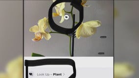 iPhone update will allow you to look up images