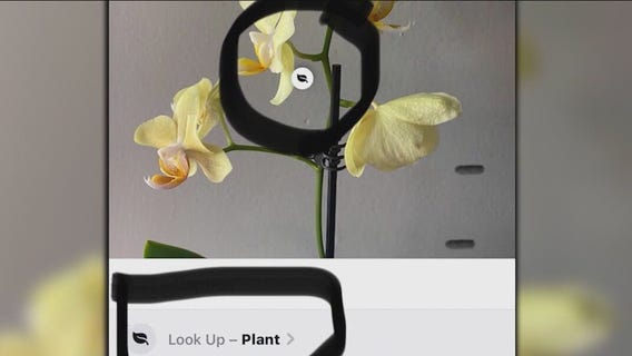 iPhone update will allow you to look up images