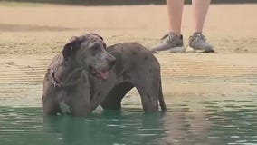 Keeping pets safe during a heat wave