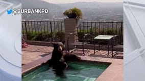 Bear spends hot Burbank afternoon in pool