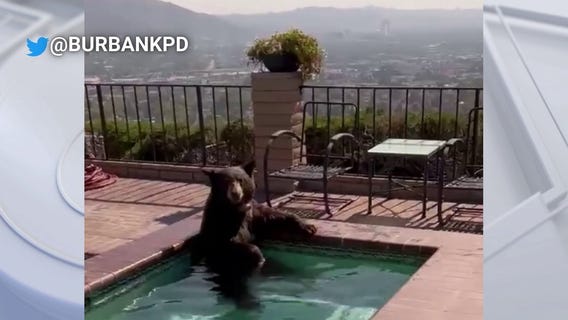 Bear spends hot Burbank afternoon in pool