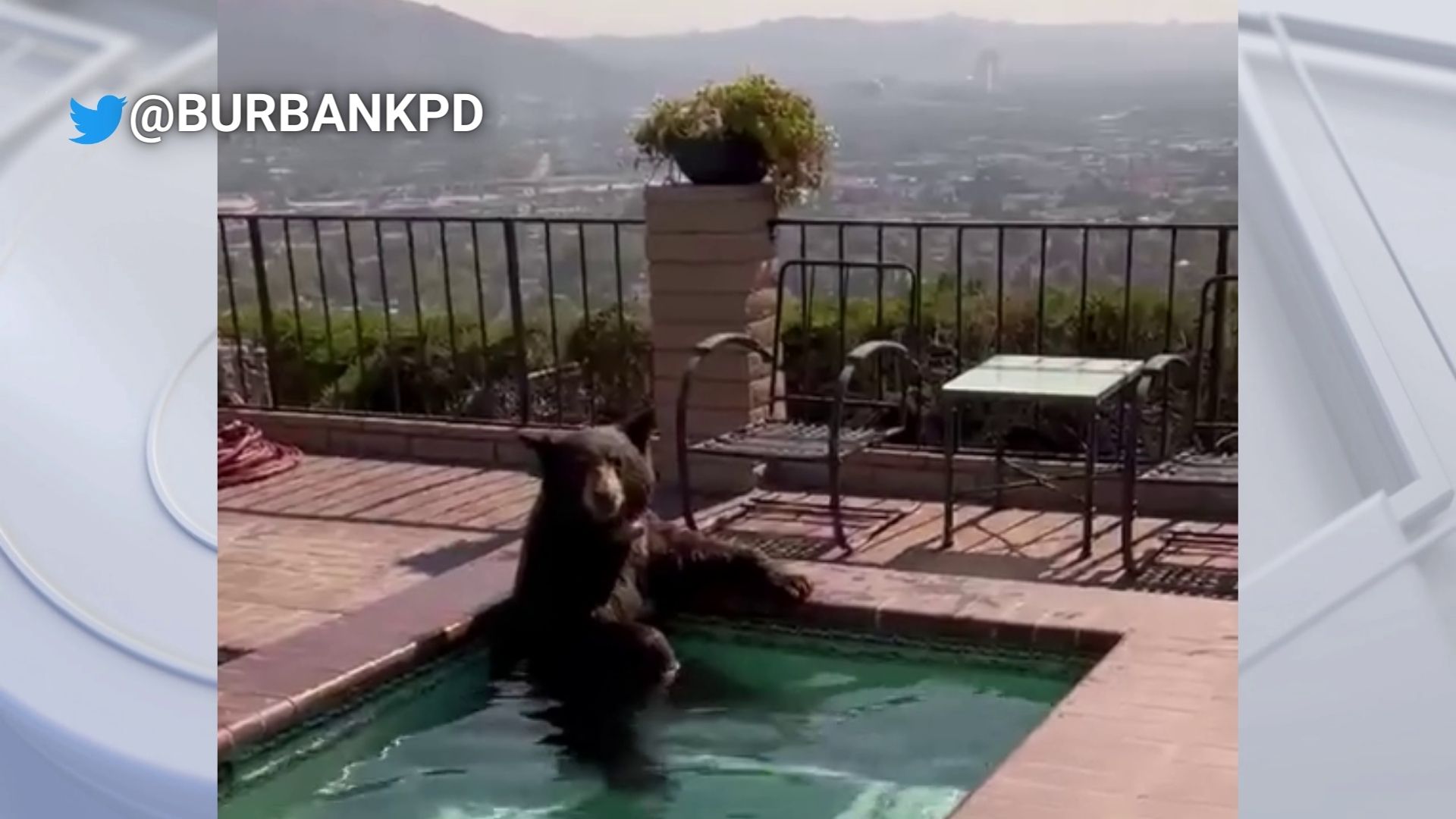 Bear spends hot Burbank afternoon in pool