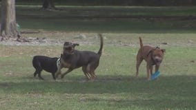 Laguna Beach to cite owners over excessive dog barking