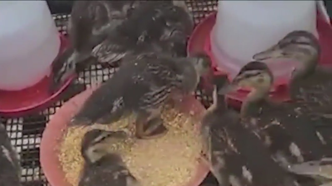 Animals evacuated ahead of Hurricane Hilary