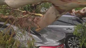 Hilary takes down tree in Sun Valley