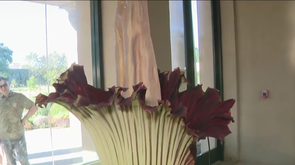 Corpse flower begins to bloom