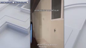 Thousand Oaks family spots giant spider