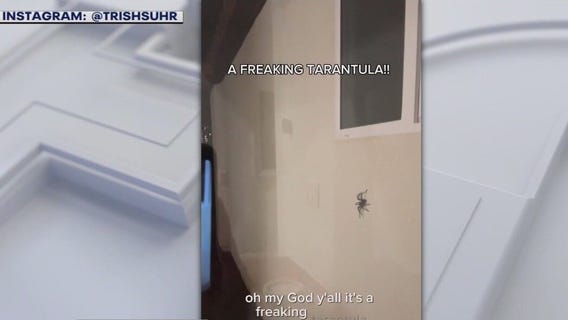 Thousand Oaks family spots giant spider