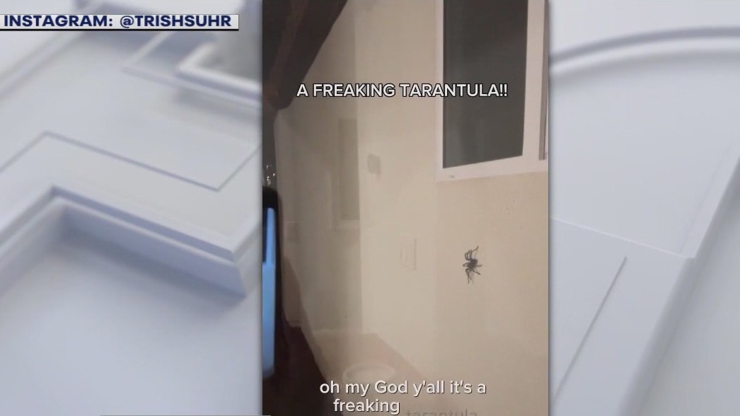 Thousand Oaks family spots giant spider