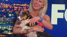 Rescued corgis in need of fur-ever homes