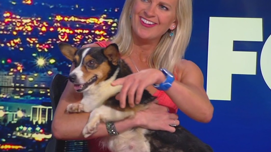 Rescued corgis in need of fur-ever homes