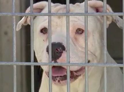 In Depth: Animal Rescues, Rock & Roll Radio Theater