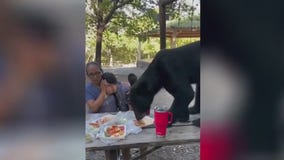 Bear crashes birthday party