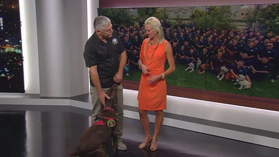 LA County FD peer support dogs