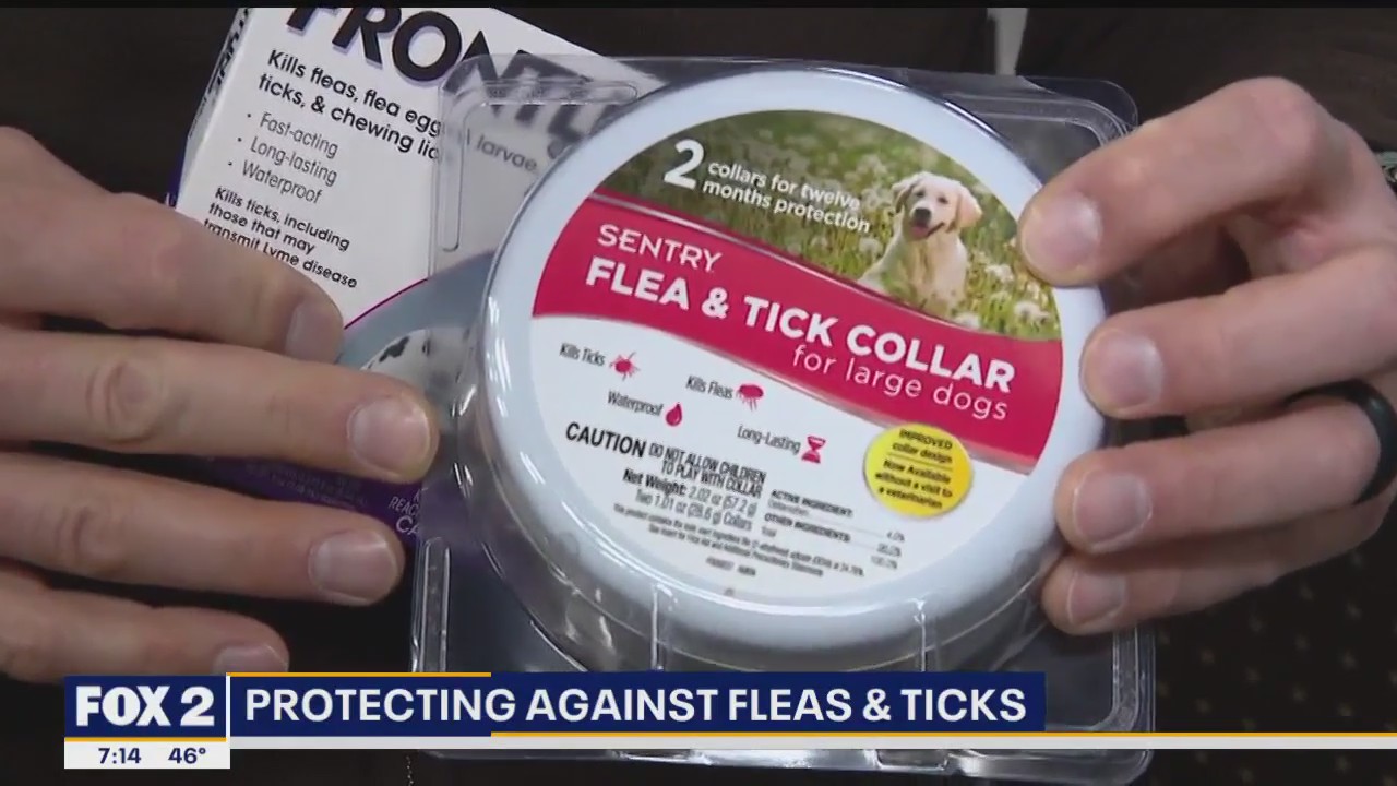 Keeping your home flea and tick free with Premier Pet Supply