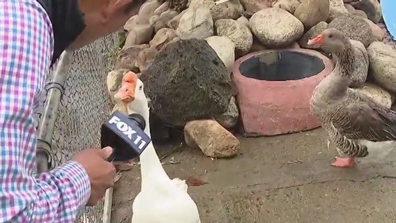 Fundraiser set for Montebello Barnyard Zoo