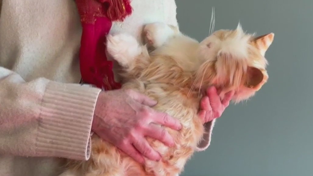 Robotic pets used to help seniors