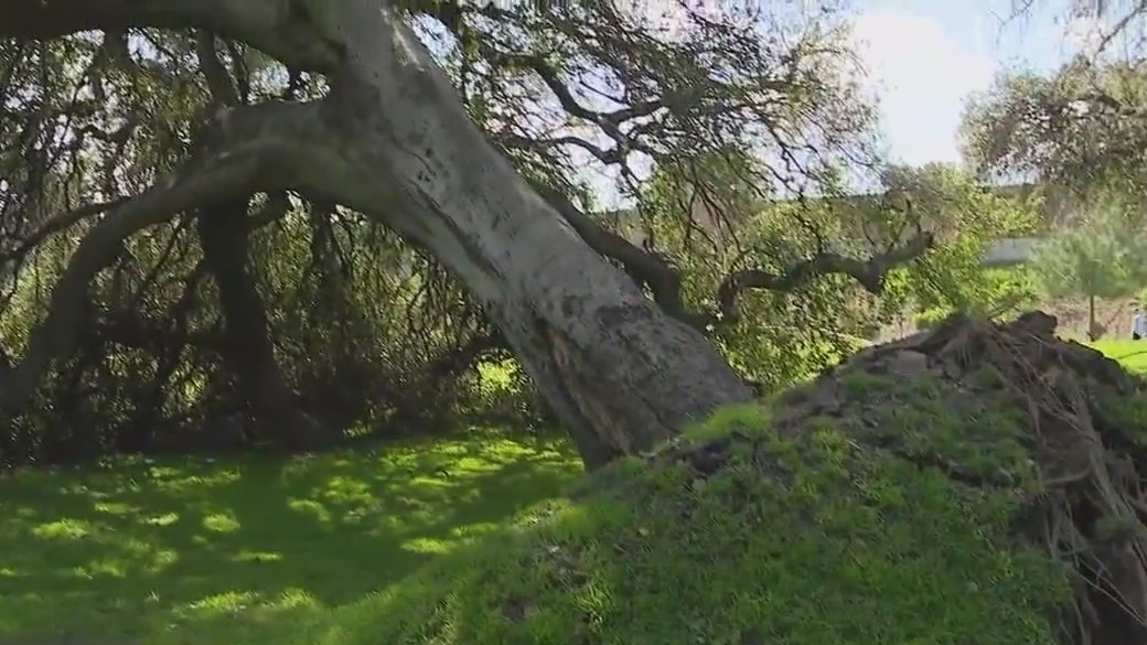 Tree collapses during podcast filming