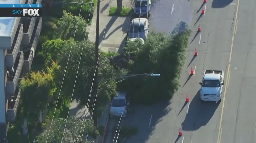 Tree falls in Lake Balboa | FOX 11 Los Angeles