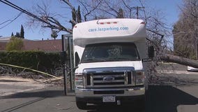 Tree slams into van carrying elderly people