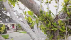 Venice couple scared by suspected peeping Tom