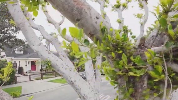 Venice couple scared by suspected peeping Tom