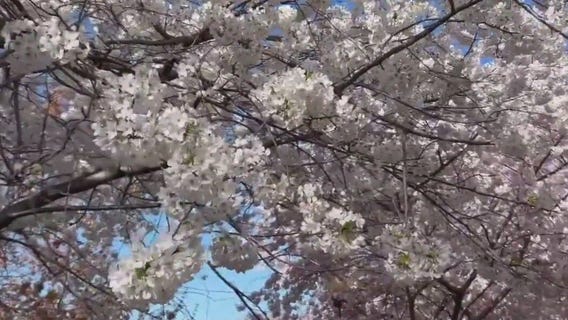 Cherry blossoms in full bloom