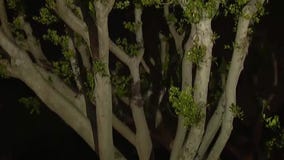 Authorities searching for peeping Tom in Venice