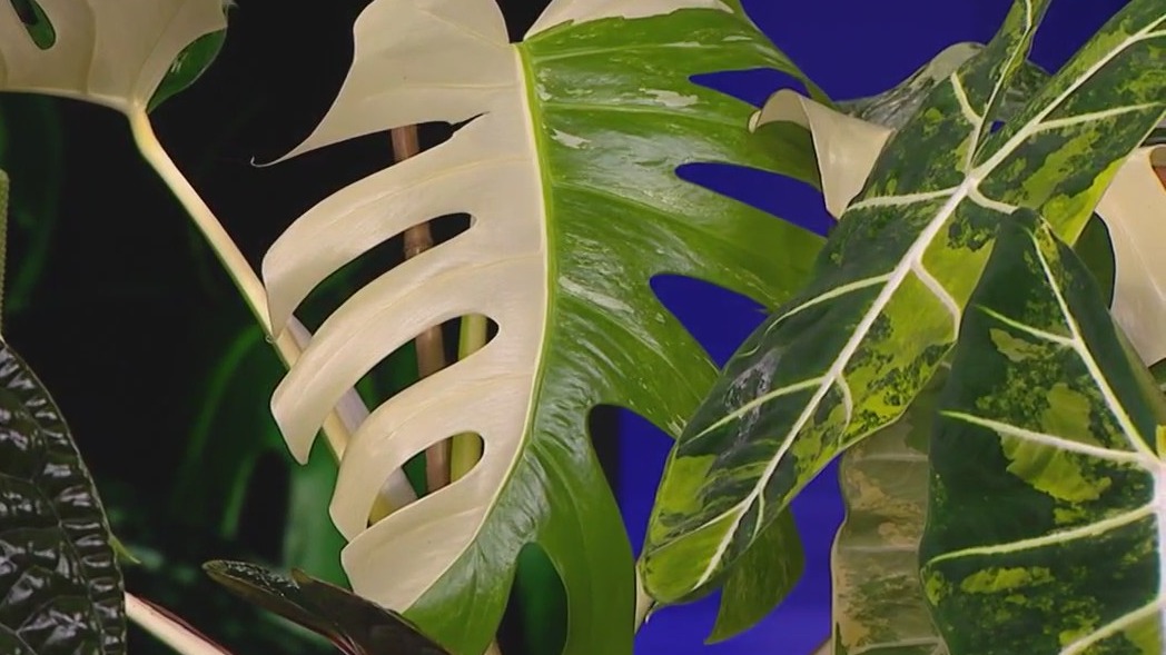 Rare plant business in Detroit draws international attention