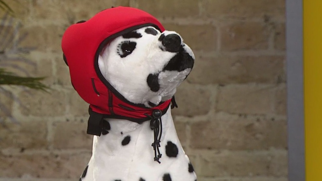 It's National Bring Your Dog to Work Day