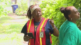 A year after complaints, Detroit cuts down dangerous tree