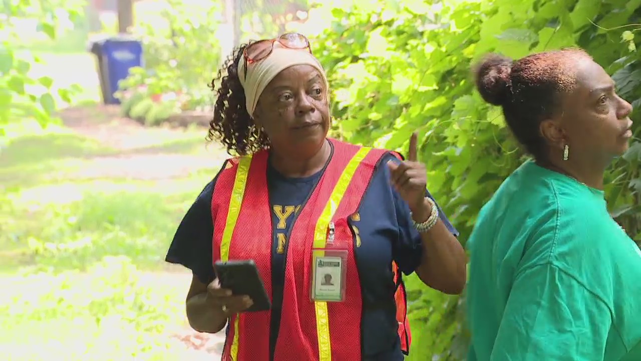 A year after complaints, Detroit cuts down dangerous tree