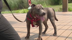 After more than 500 days in a shelter, FOX 2 viewer adopts Jack from Detroit Dog Rescue
