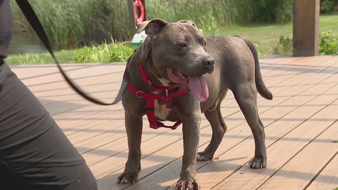 After more than 500 days in a shelter, FOX 2 viewer adopts Jack from Detroit Dog Rescue