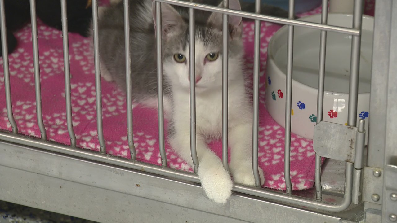 More than 50 cats found in Brownstown home