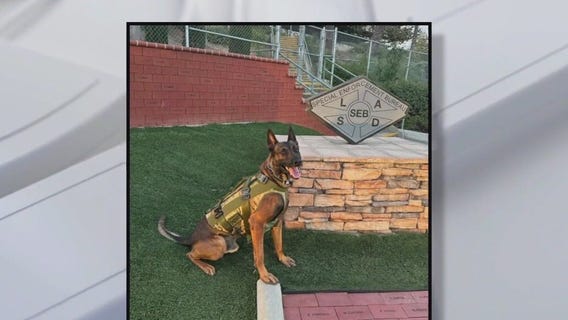 LASD K-9 stable after Compton shooting