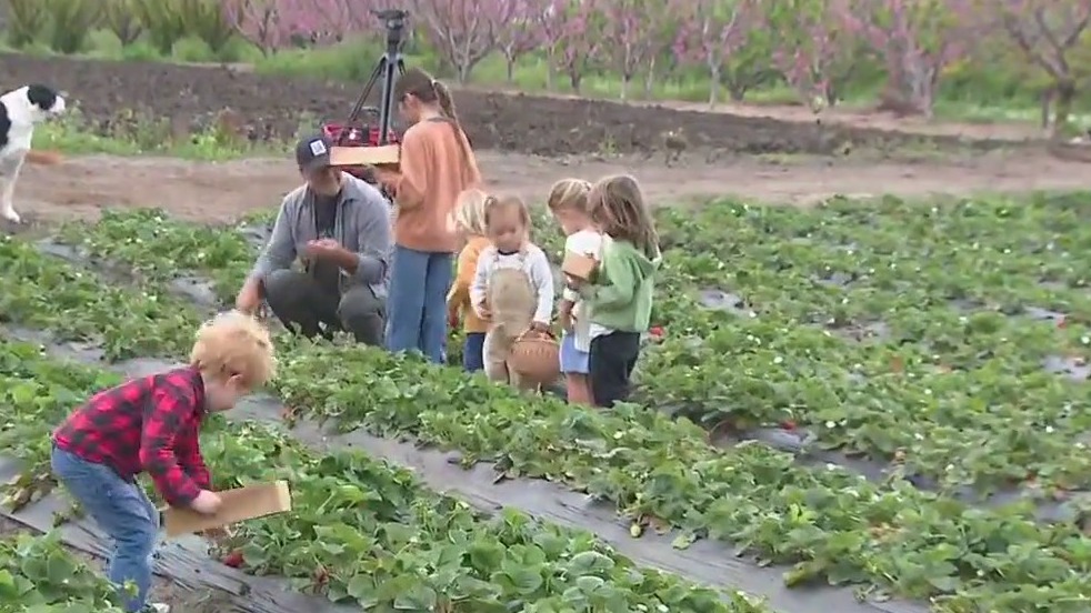 Strawberry picking in Orange County