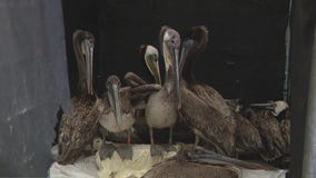 Sick, starving pelicans in need of help