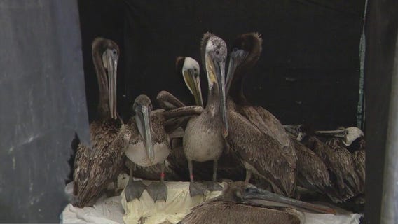Sick, starving pelicans in need of help