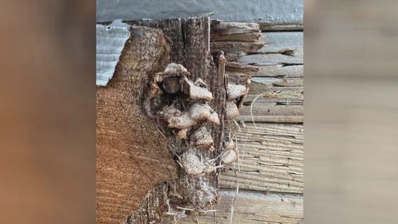 Teacher quits over mold concerns in La Habra classroom