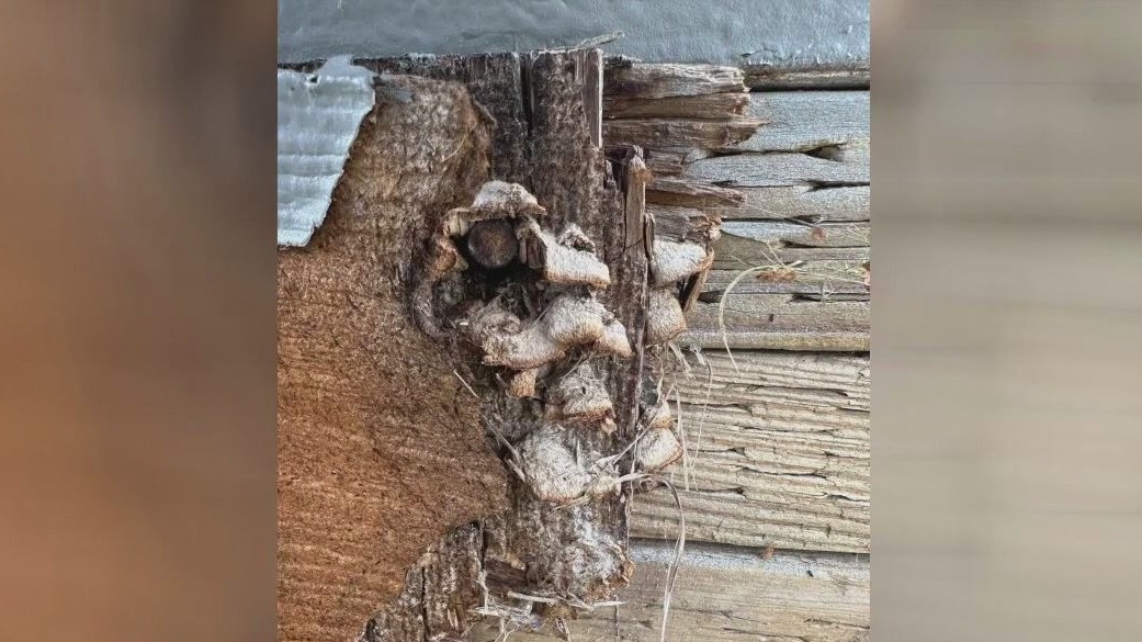 Teacher quits over mold concerns in La Habra classroom