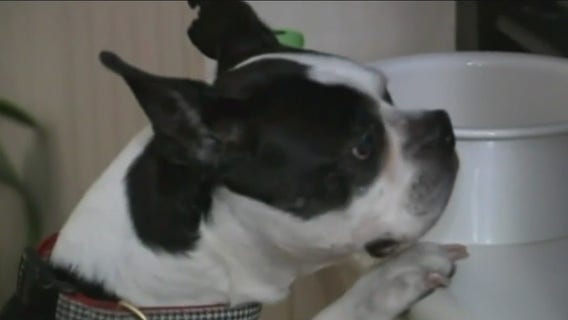 Most unique pet insurance claims