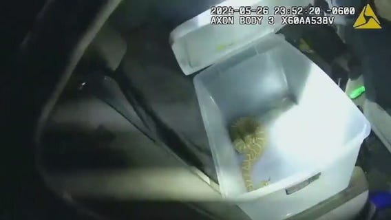 Police find rattlesnake during drug search