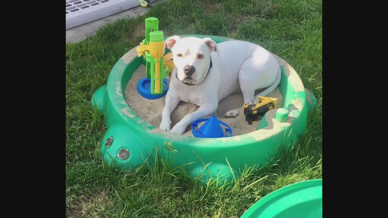 New Boston woman's dog fatally shot after escaping her yard