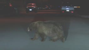 'Chonky' bear spotted in Monrovia