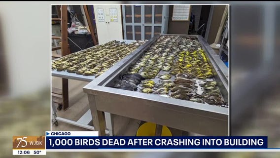 1,000 birds dead after crashing into building